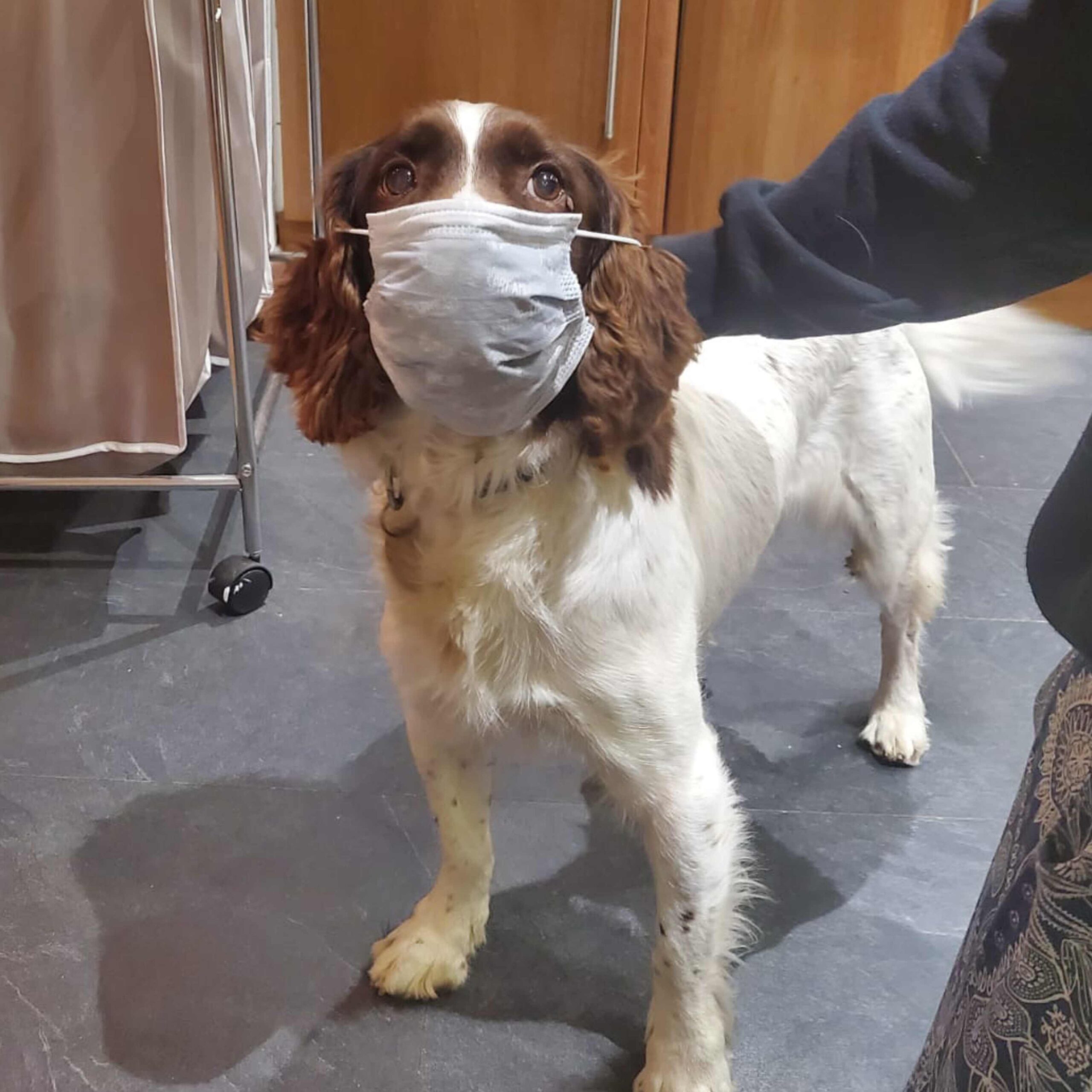 Canine First Aid