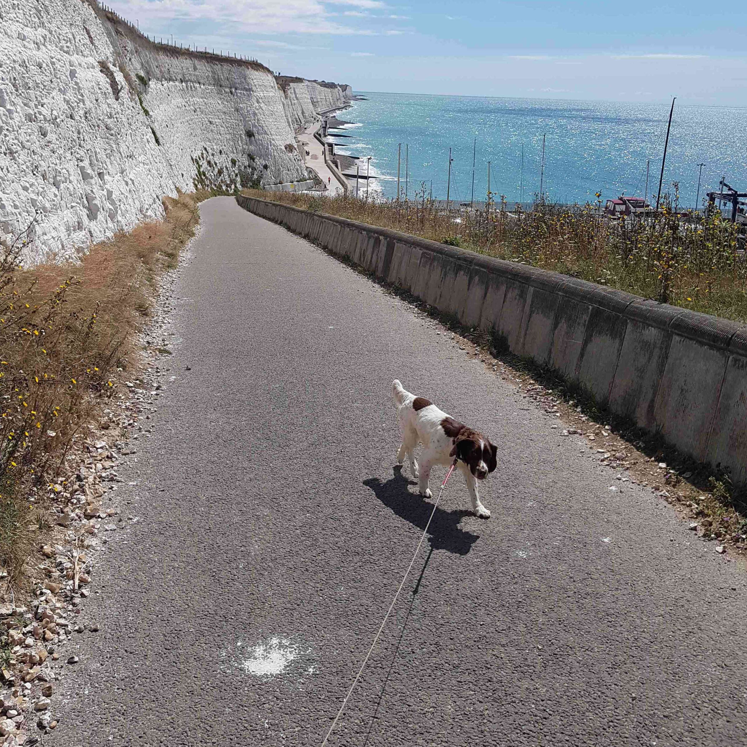 Dog Lead Walking