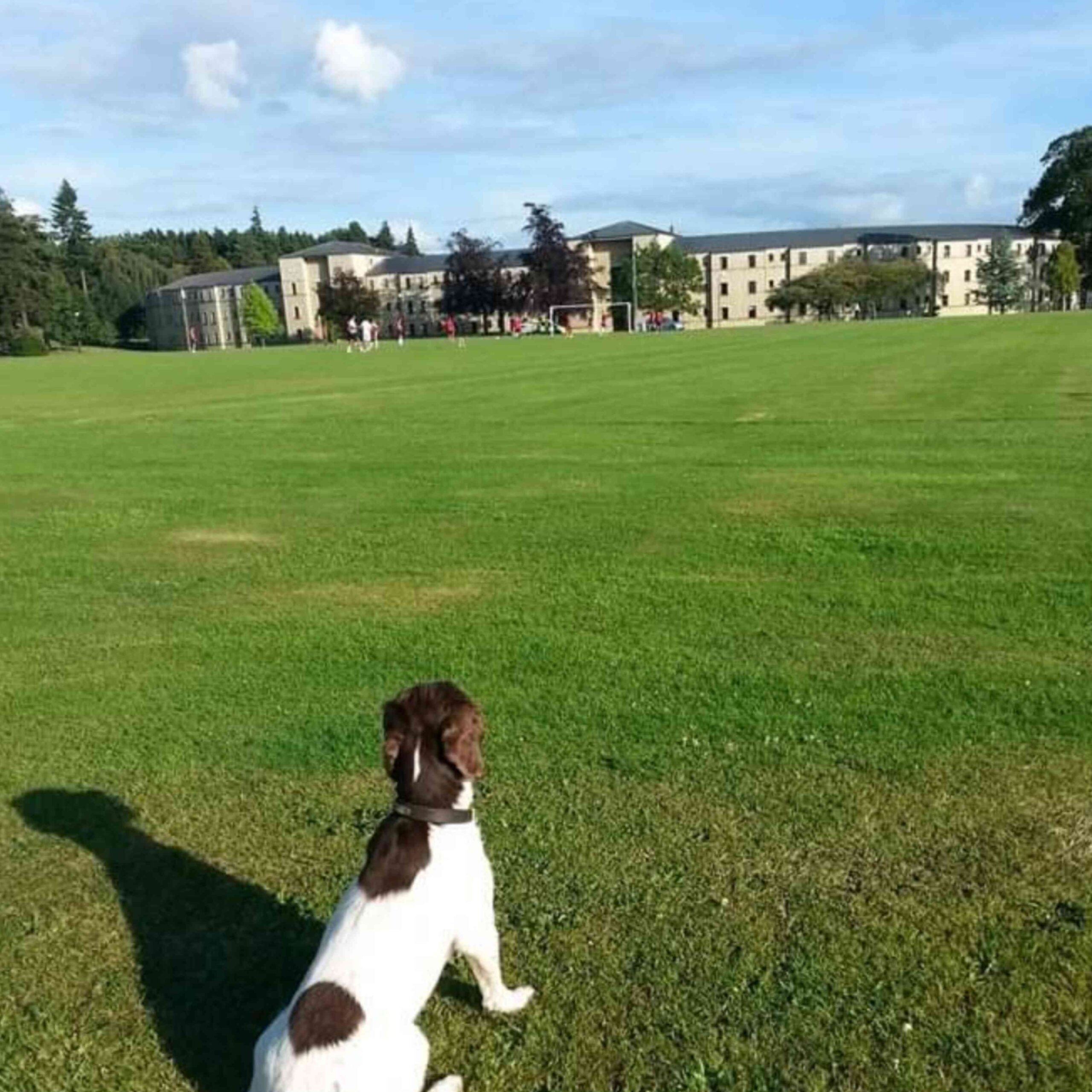 obedience training