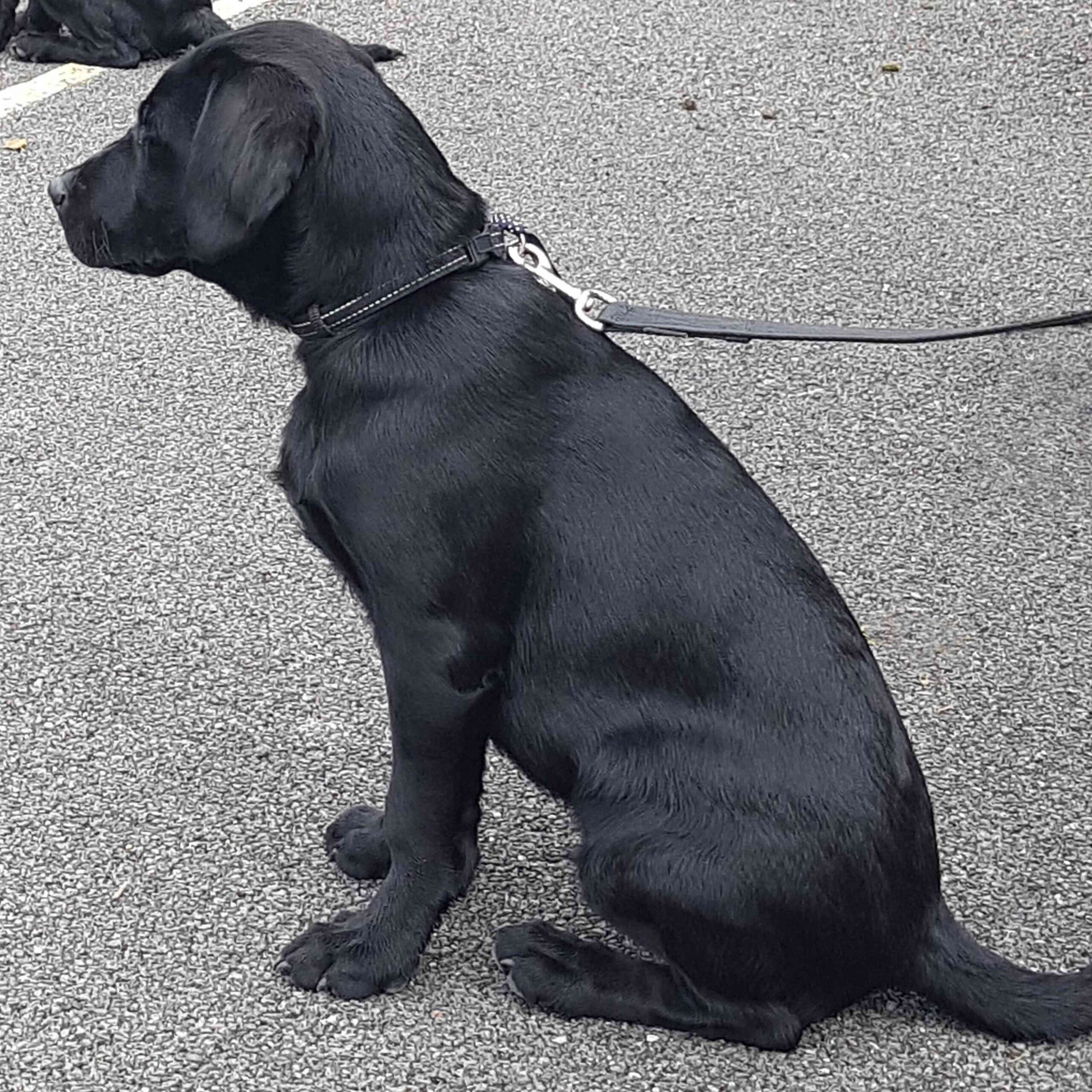 puppy training