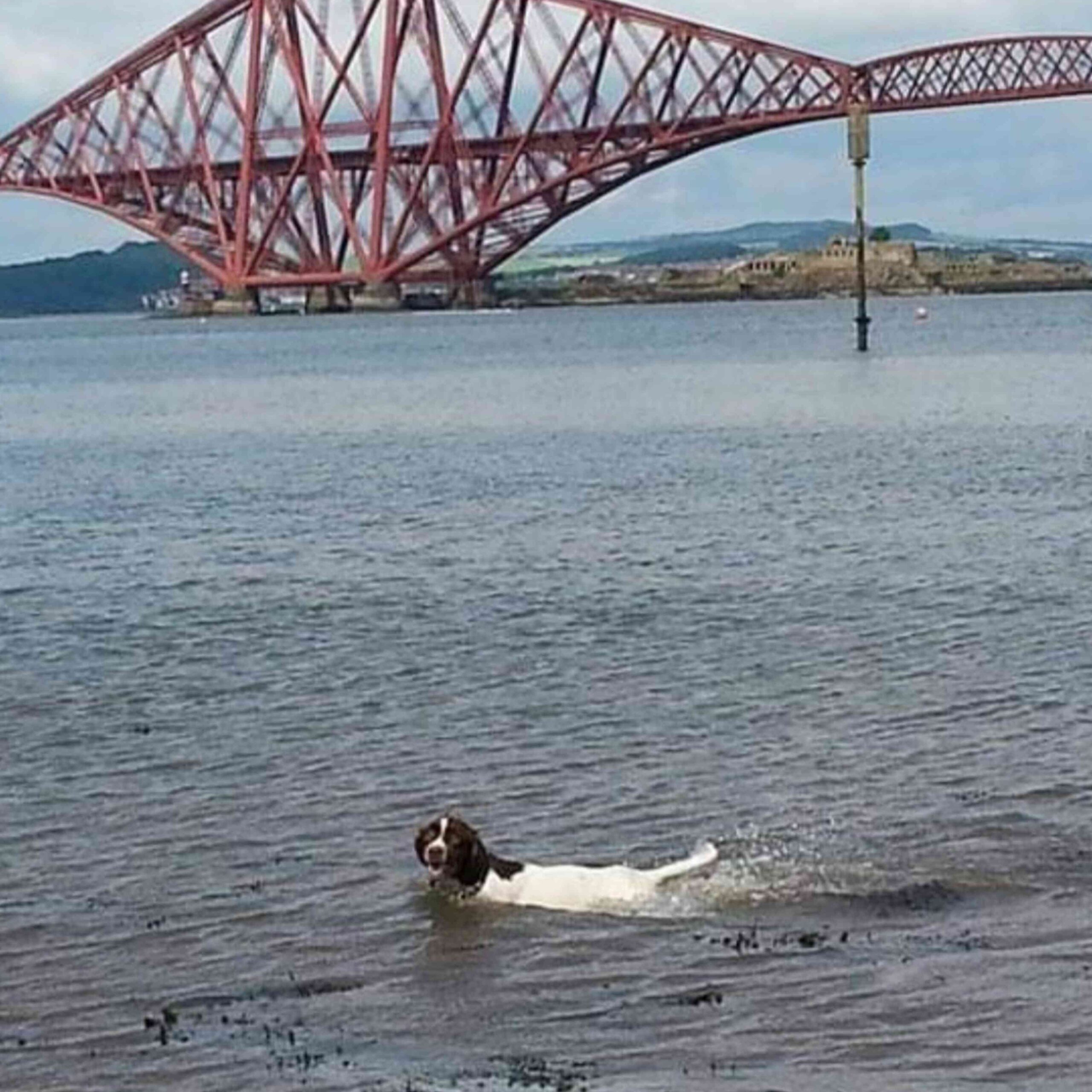 recall dog training