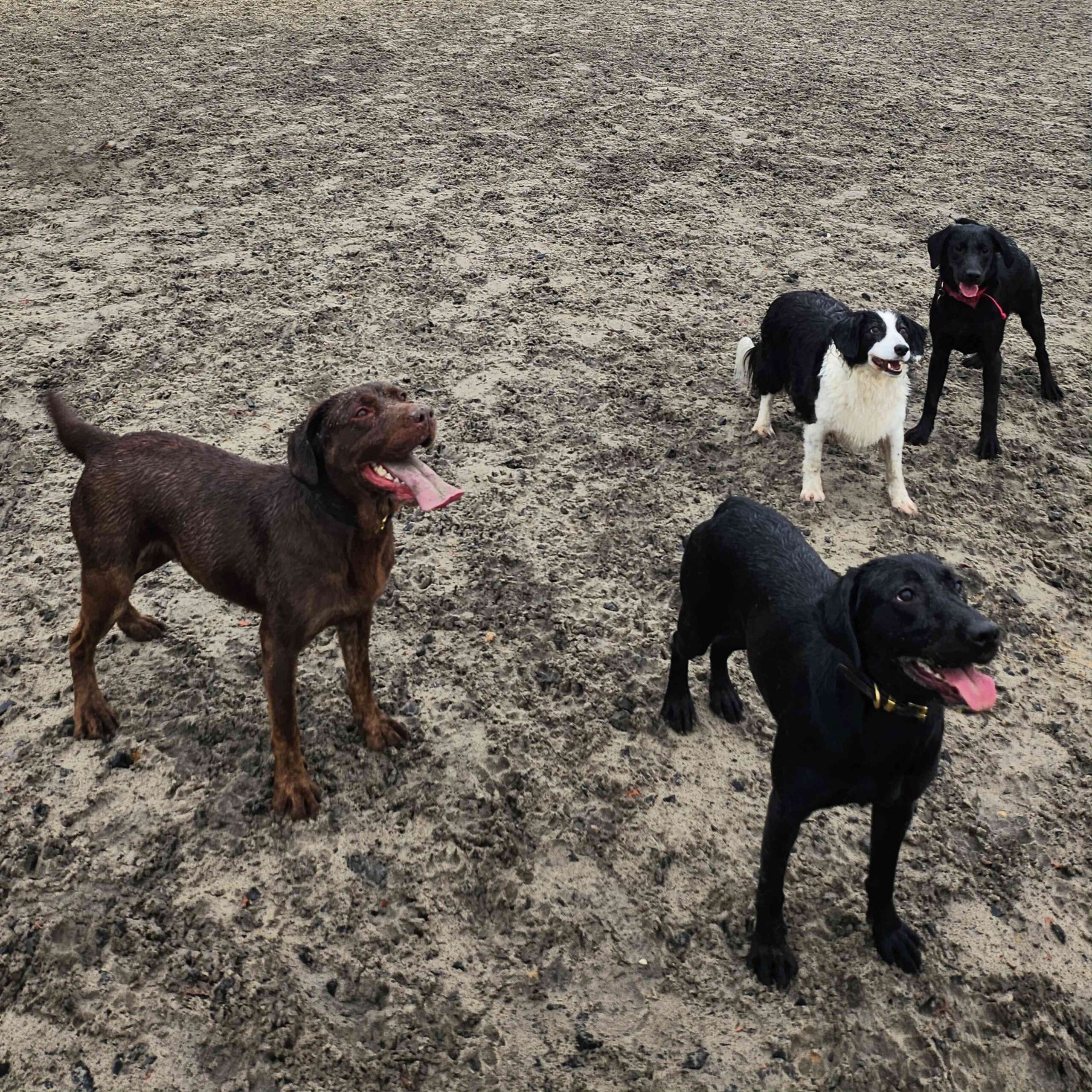 Socialisation
